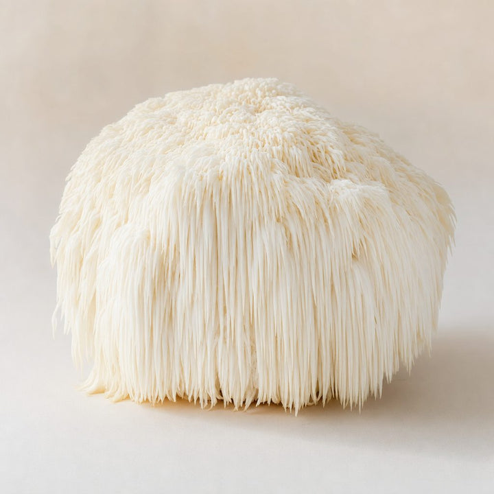 Lion's Mane